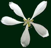 Other plant Poncirus flower